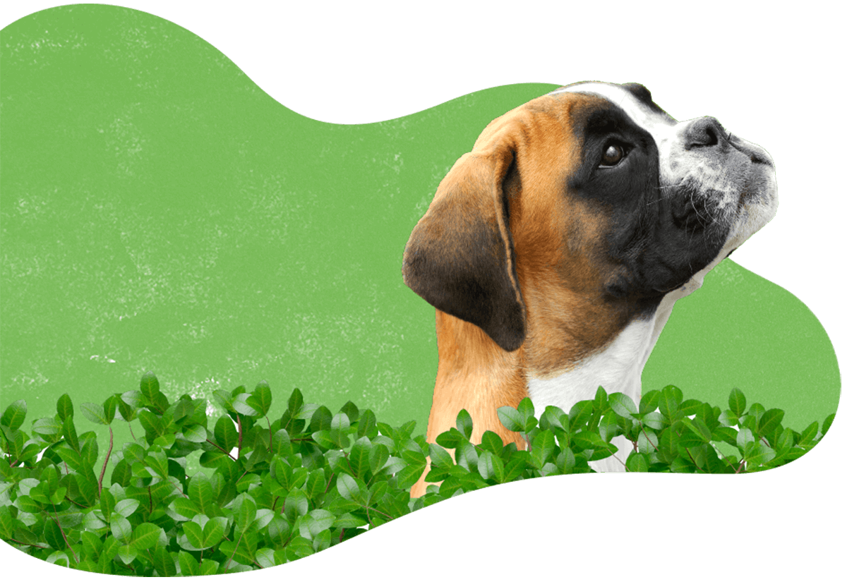 https://patrulha.pet/wp-content/uploads/2019/07/hero_image_04.png