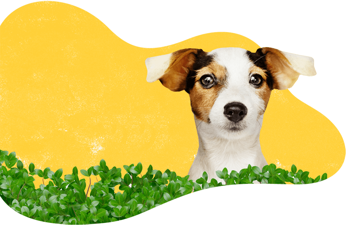 https://patrulha.pet/wp-content/uploads/2019/07/hero_image_06.png