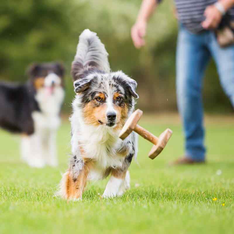 https://patrulha.pet/wp-content/uploads/2019/07/inner_image_01.jpg