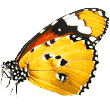 https://patrulha.pet/wp-content/uploads/2019/08/butterfly.png
