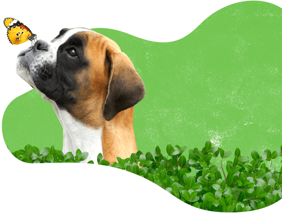https://patrulha.pet/wp-content/uploads/2019/08/dog_services.png