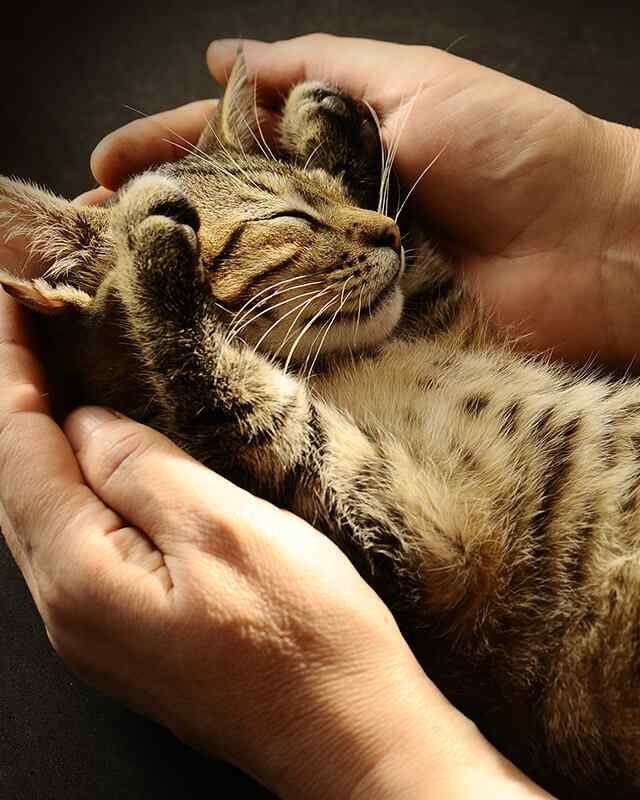 https://patrulha.pet/wp-content/uploads/2019/08/inner_gallery_05-640x800.jpg
