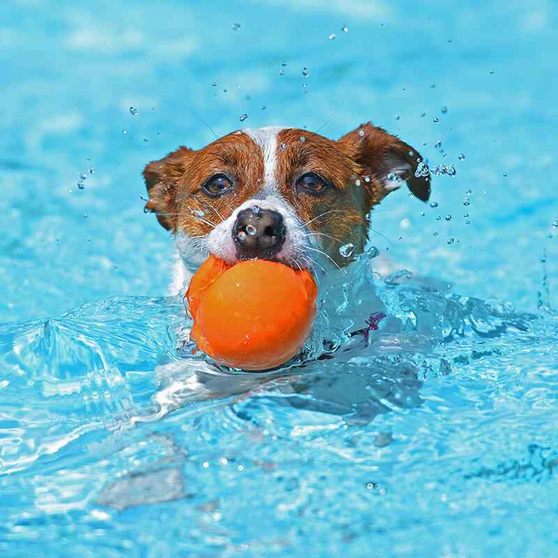 https://patrulha.pet/wp-content/uploads/2019/08/inner_gallery_13.jpg