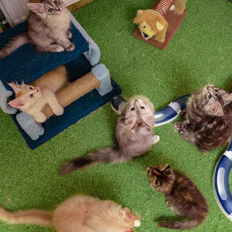 https://patrulha.pet/wp-content/uploads/2019/08/inner_gallery_16.jpg