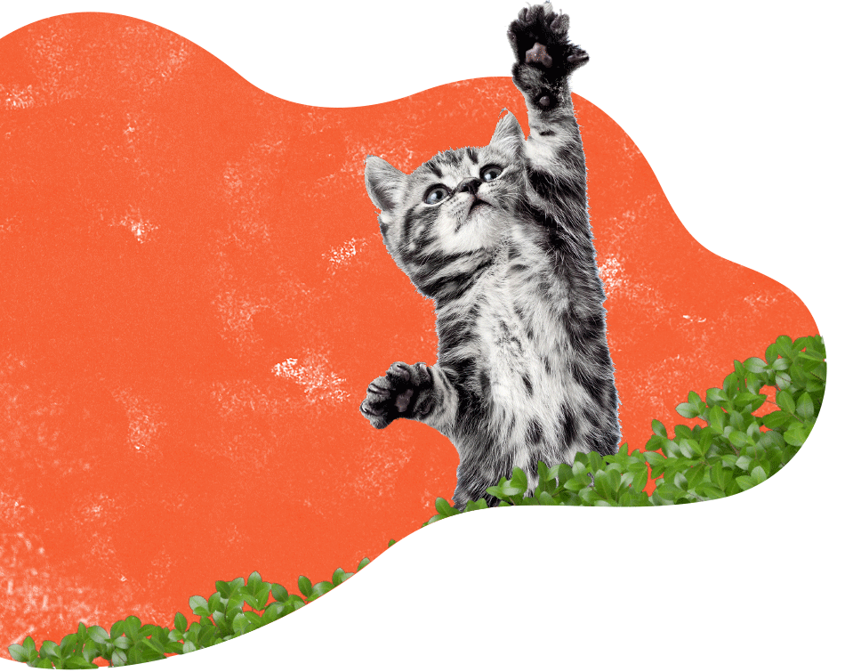 https://patrulha.pet/wp-content/uploads/2019/08/inner_services_cat.png