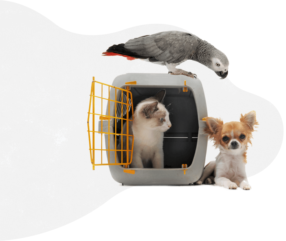 https://patrulha.pet/wp-content/uploads/2019/08/pets_services.png